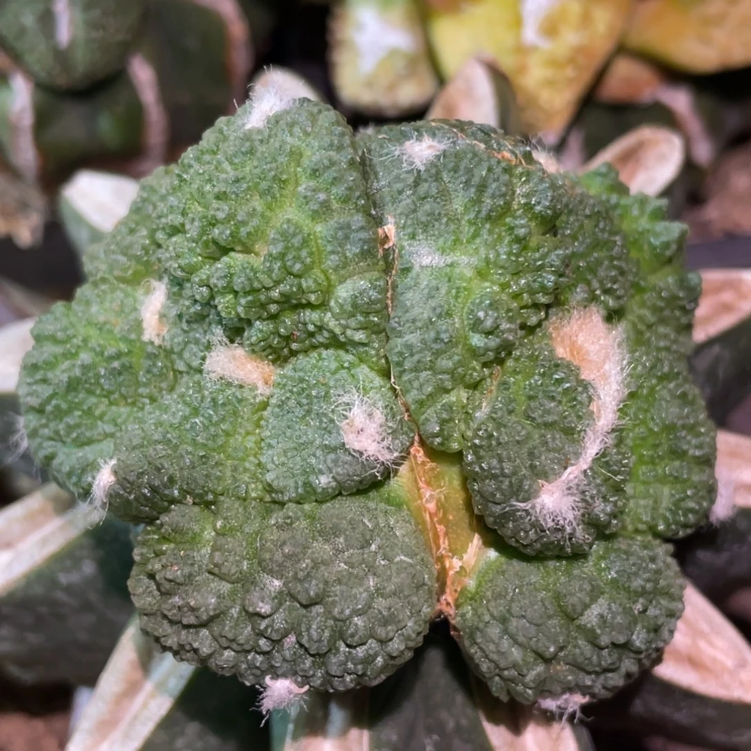 全部花朵双头连体 大型丸犹 仙人球