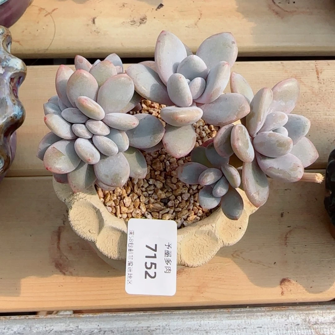 粉兔缀化，7152多肉