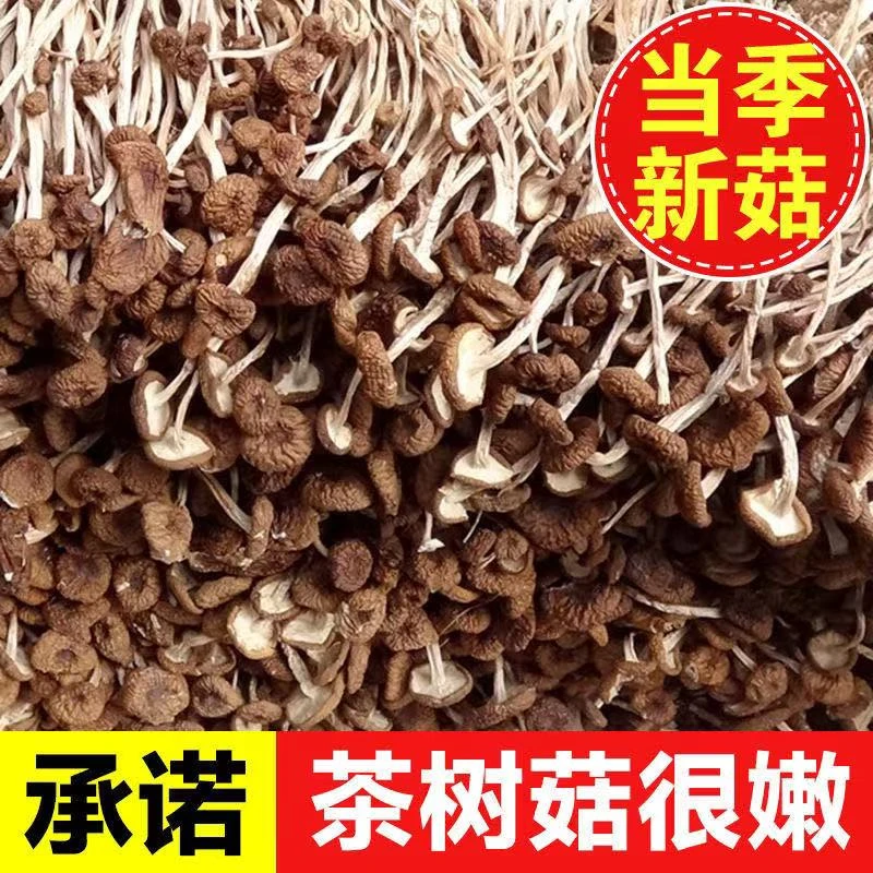 拍1发4茶树菇干货净重古田农家新鲜茶树菇晒干特产新货批发煲汤