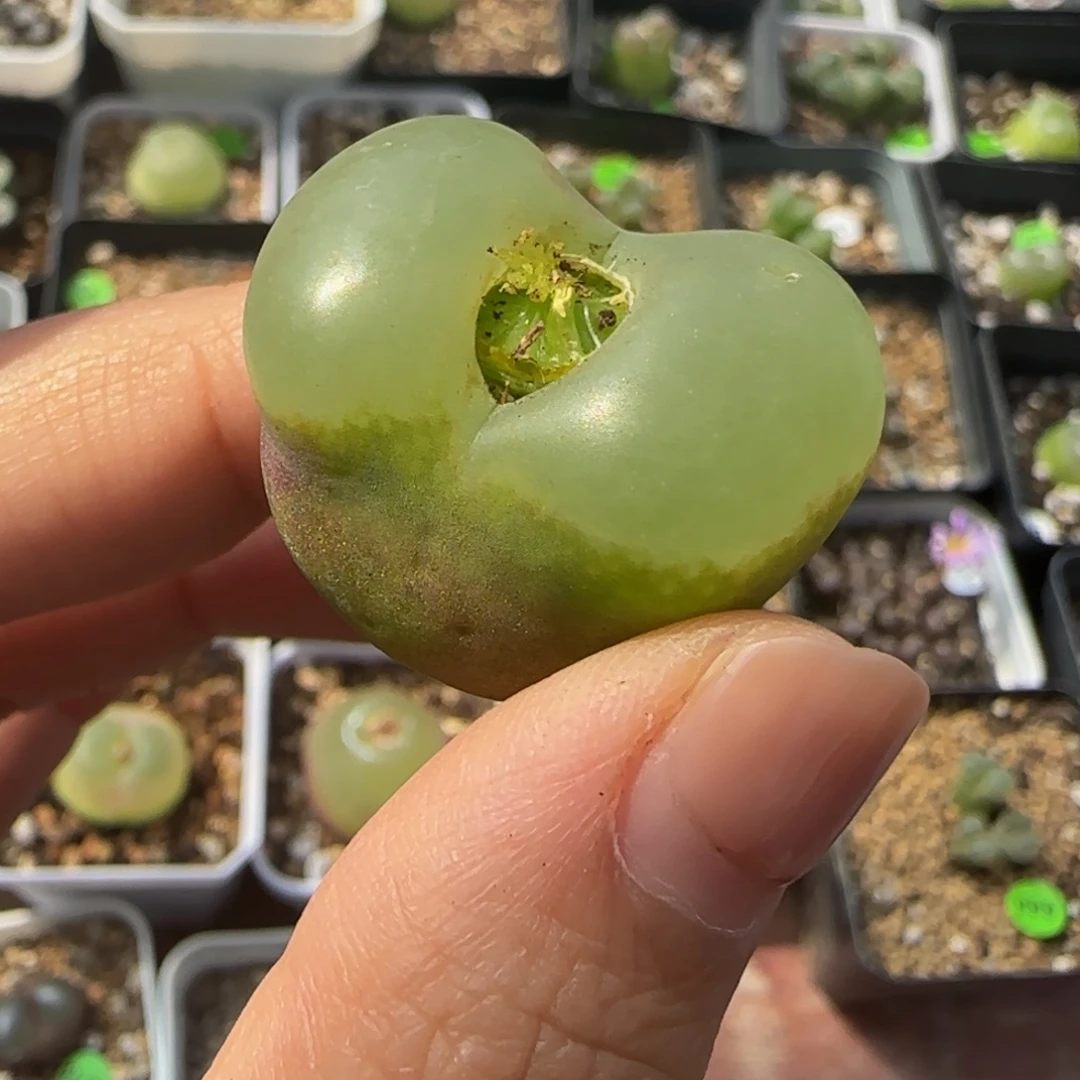 2.8cm（瑕疵）多肉植物223