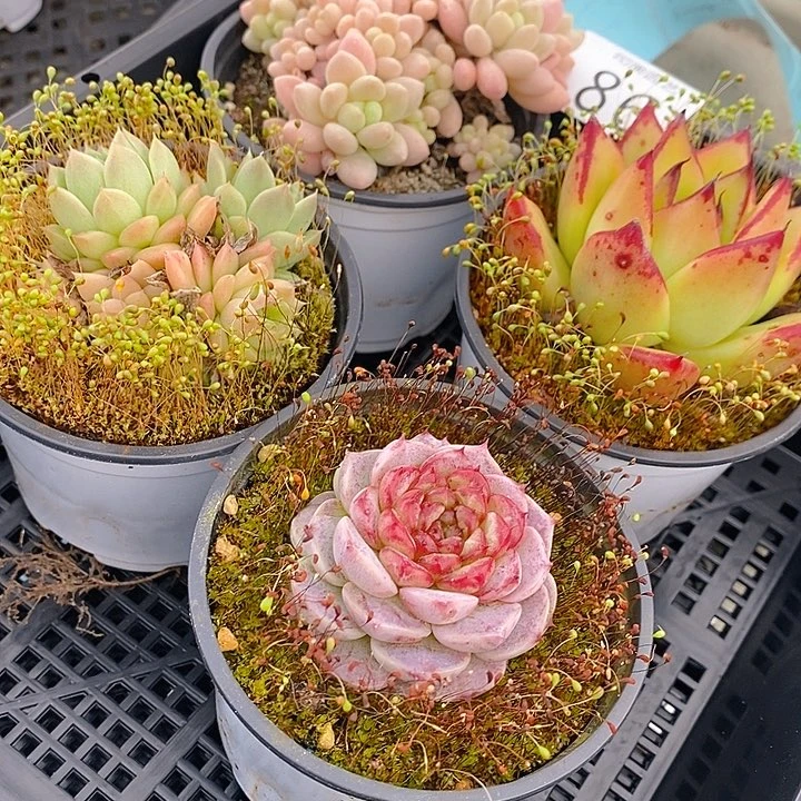86 多肉植物盆栽花卉植物