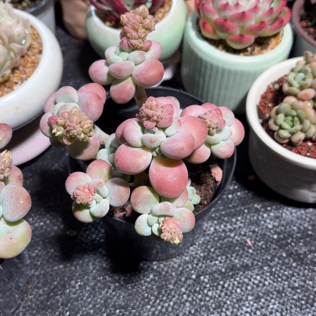 洛神杂交多肉整群11㎝盆