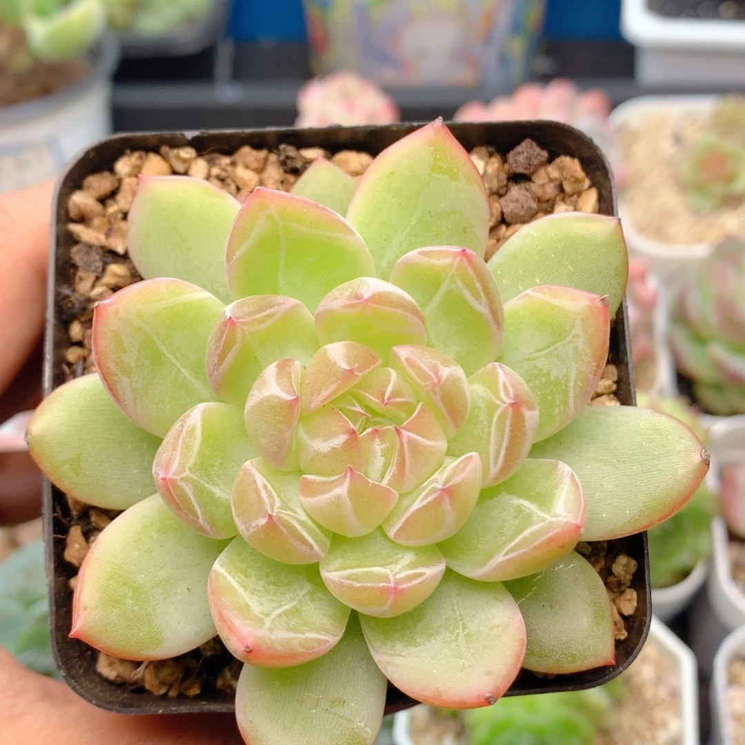 58包邮 群生不包整62