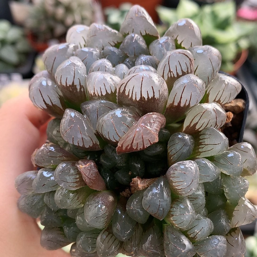 紫镜冰灯带盆土wotutu