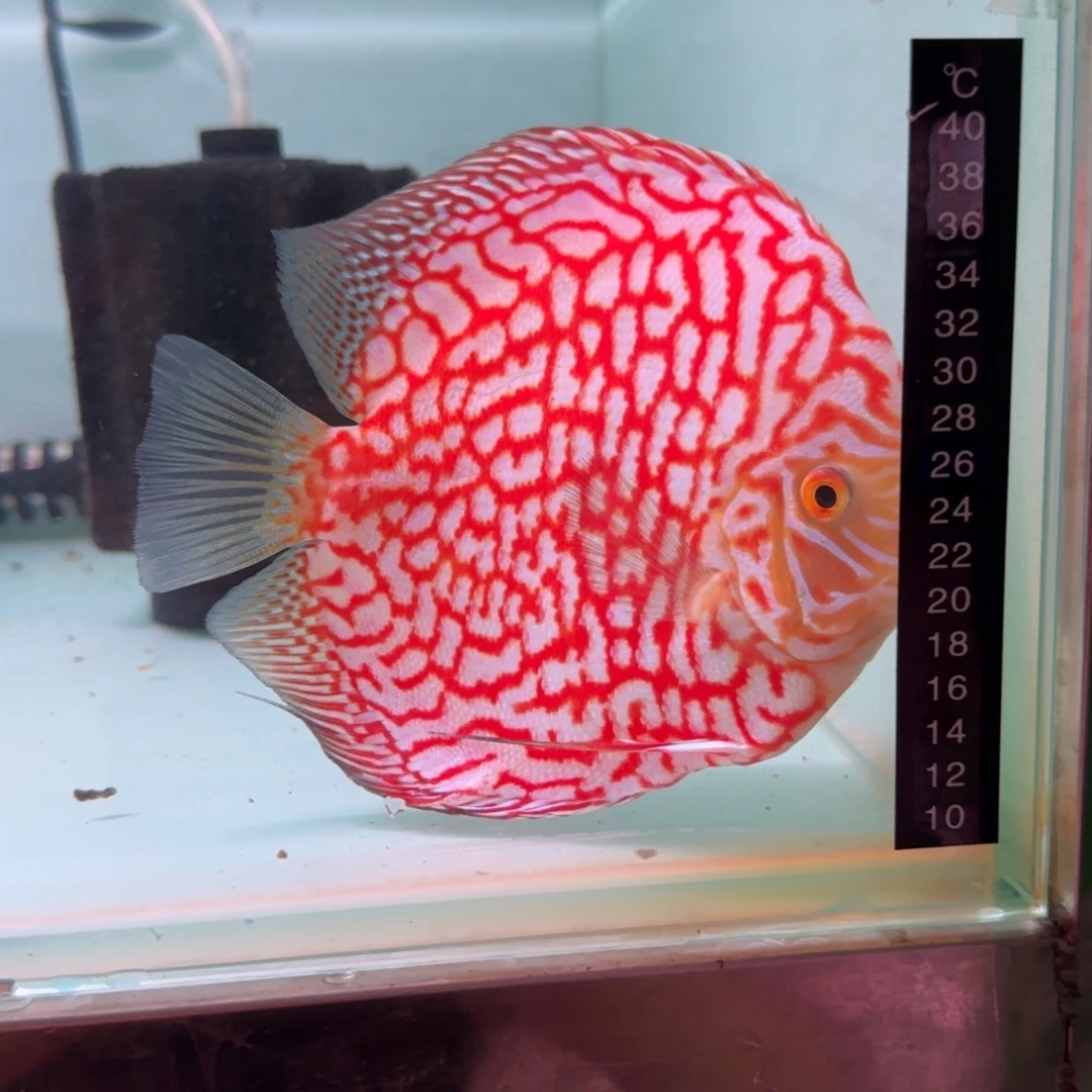 海水鱼迷彩福高端七彩鸽子