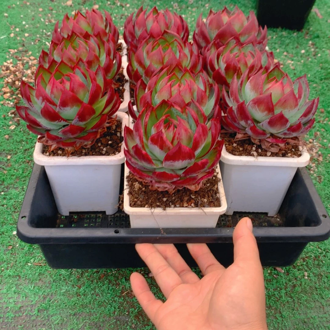 450惊鸿仙子多肉植物