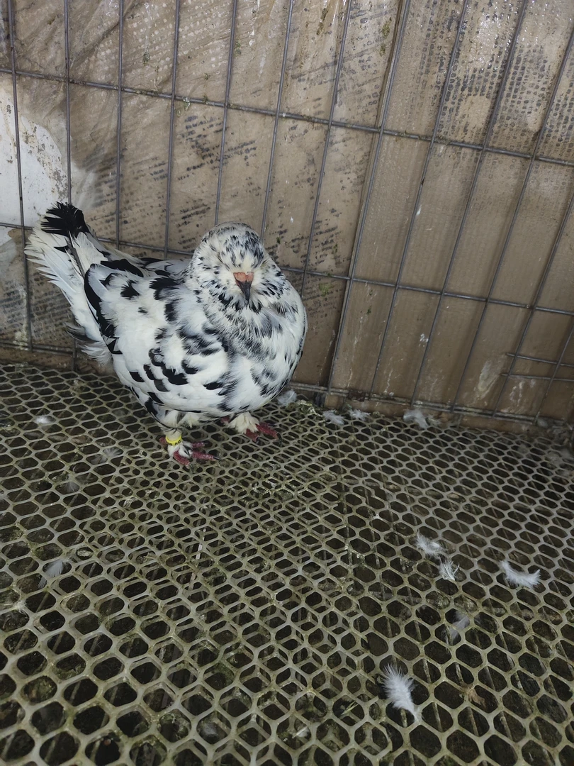 精品大体雪花圆环种鸽活体一对青年元宝鸽杂交肉鸽公斤鸽巨型鸽