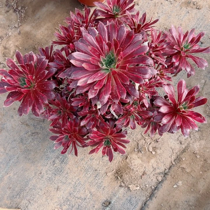 322惊鸿多肉植物