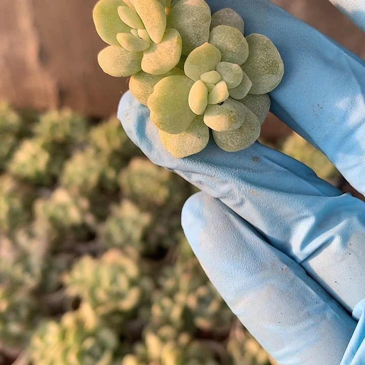 冰玉锦一物一拍群生