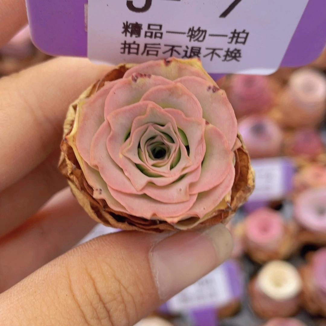 山地玫瑰J7瑕疵不售后满38包邮裸根发货