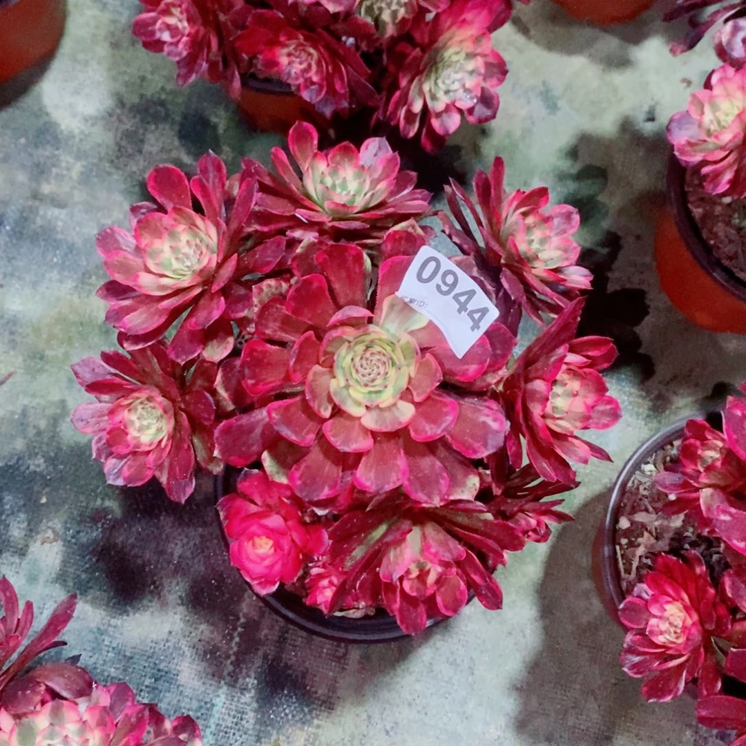 屯****程烟花944多肉1111