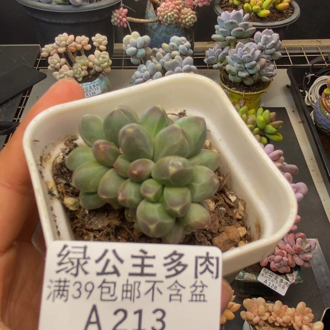 213香蕉树多肉4c m