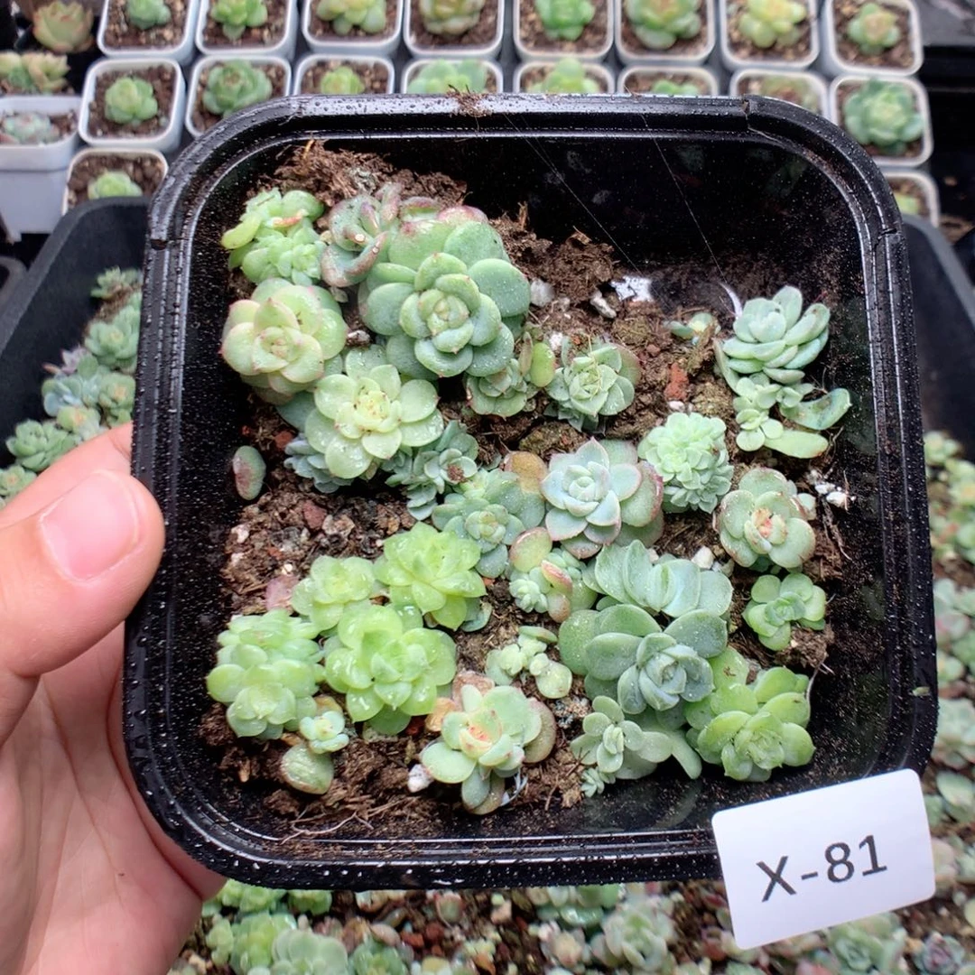 无花朵X81英语英语