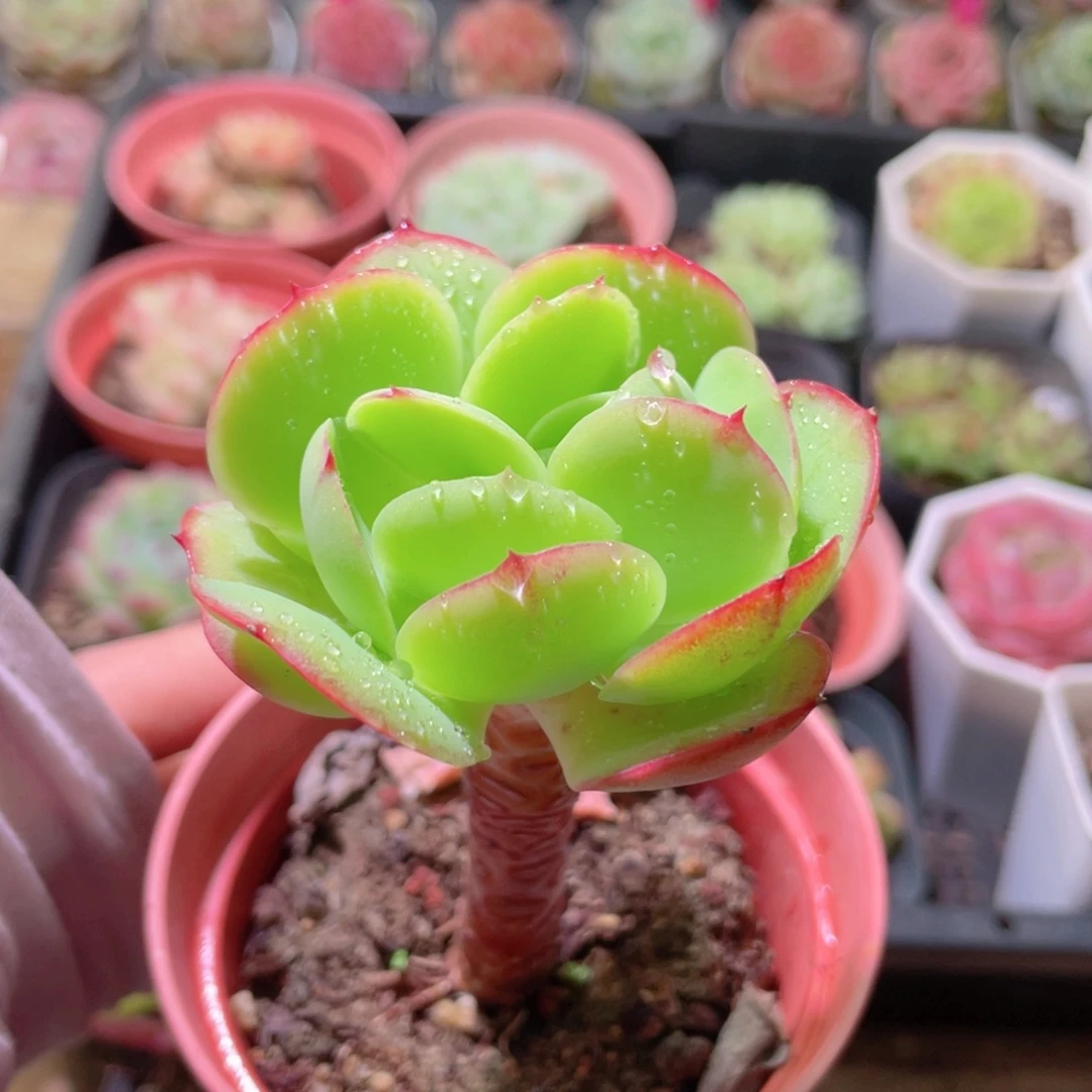 花利美26-253桃花石