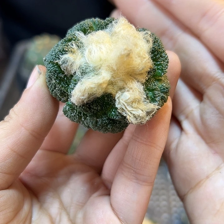 苗接龟甲牡丹无根4公分