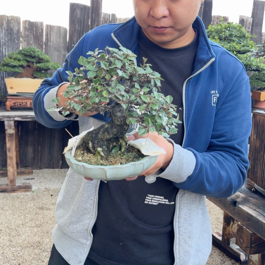 林***鸟无花朵胡兔子寒茱萸11