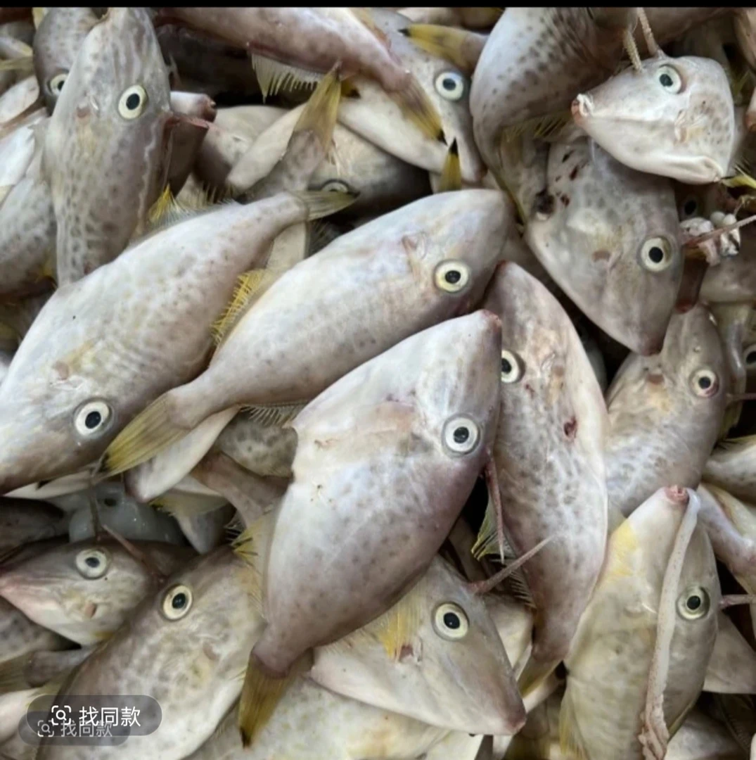 惠来神泉港剥皮鱼（猪哥特20条左右）本港鱼船浅海捕捞，肉质更加香。
