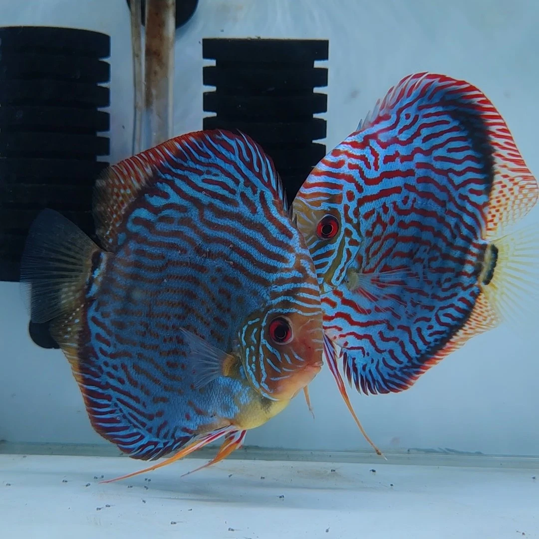 德松鱼苗2-2.5公分10+1备损，包邮包损