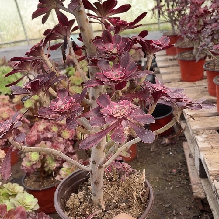 313莉娜多肉植物福利