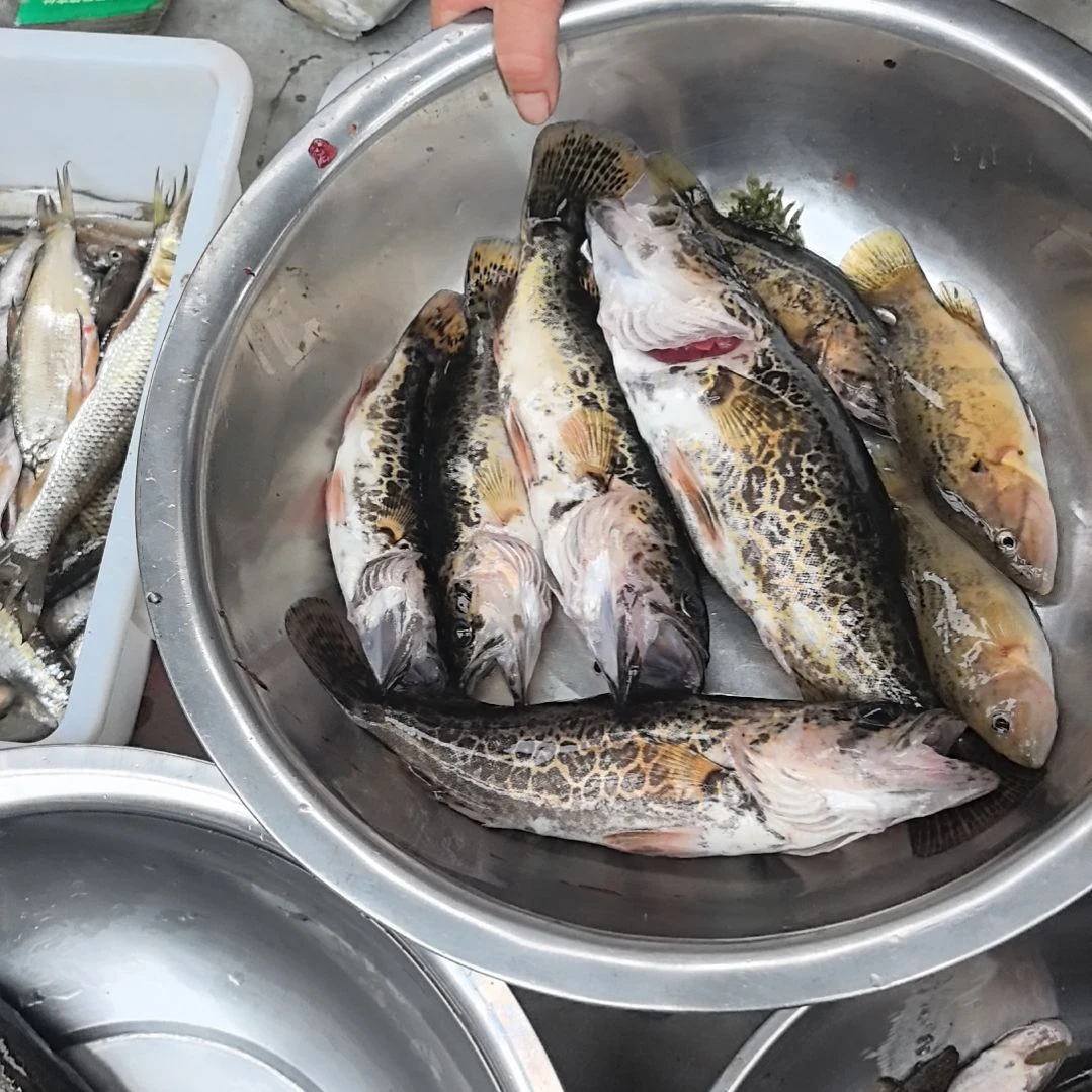 石台小李代购桂鱼1.96斤