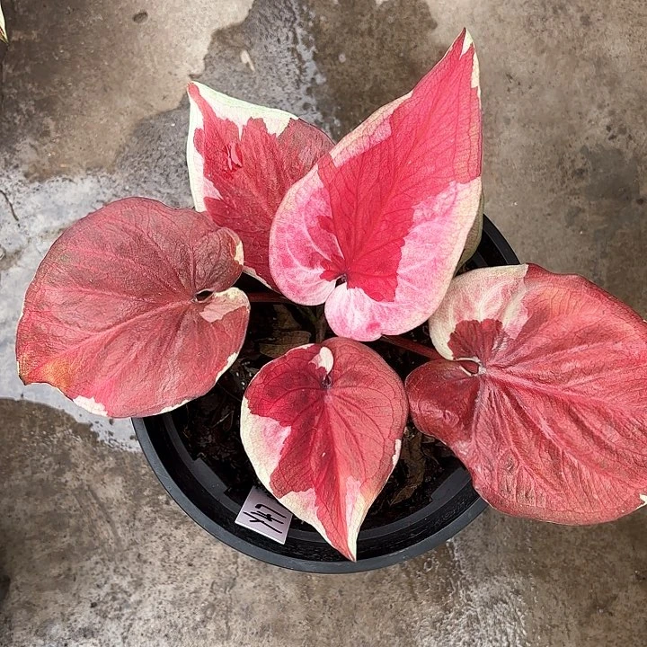 47-0213哆啦A梦彩叶芋广东现货