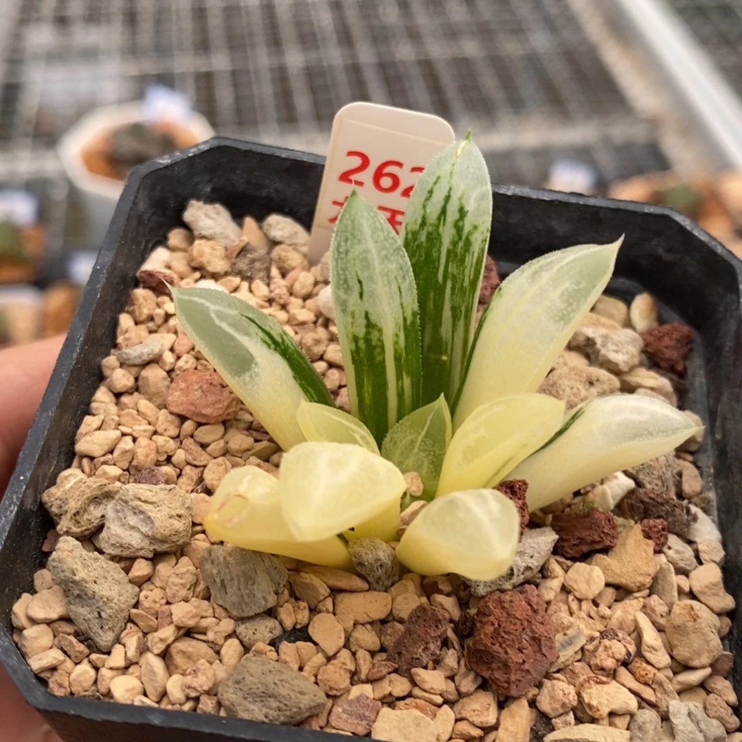 262号爱心寿锦多肉植物