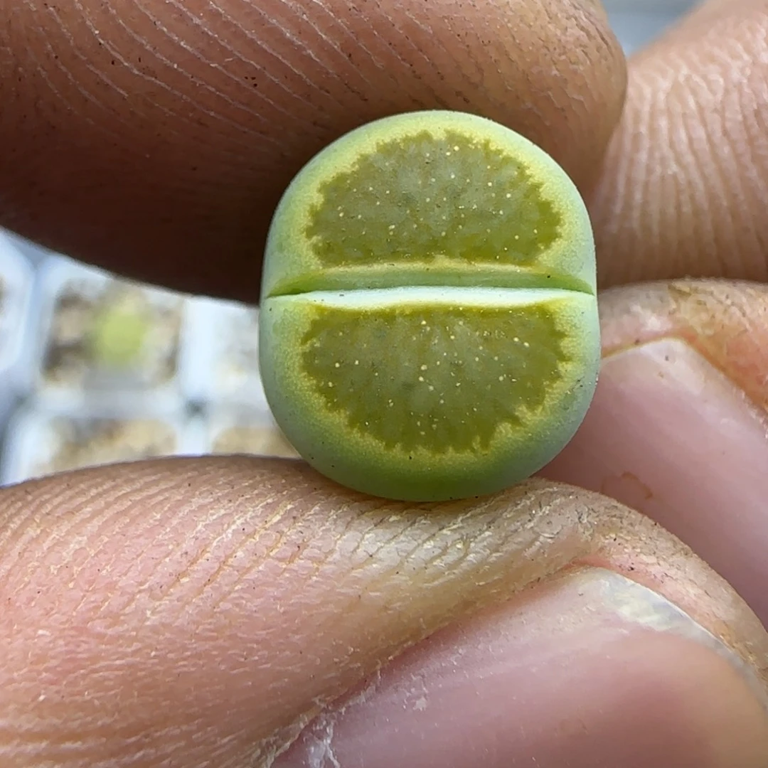 394 生石花大棚直播