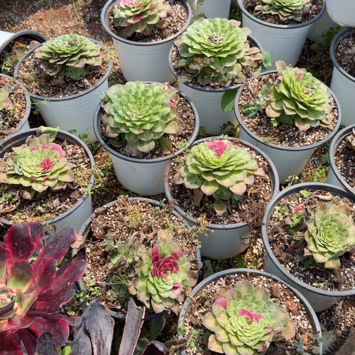 知否带跟的啊啊啊啊