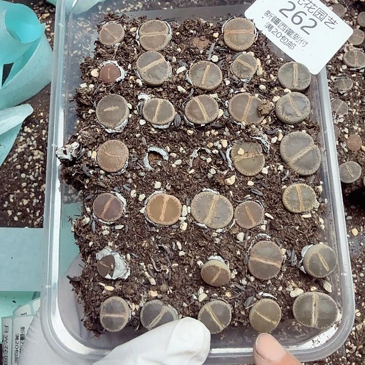 我想吃东西我自己来262你