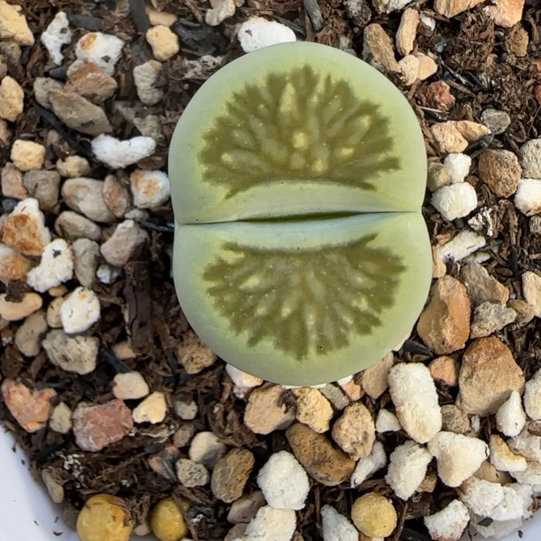 绿菊生石花大棚直播福利