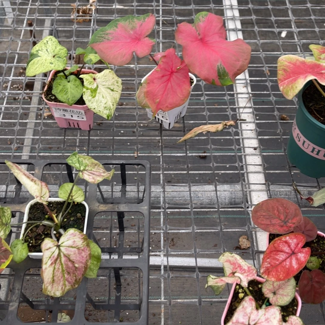 娇***粑无花朵            315.316舞裙薄荷糖不包售后