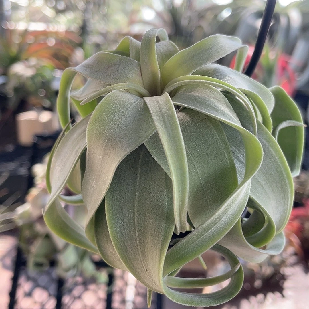 果冻卷64号空气凤梨