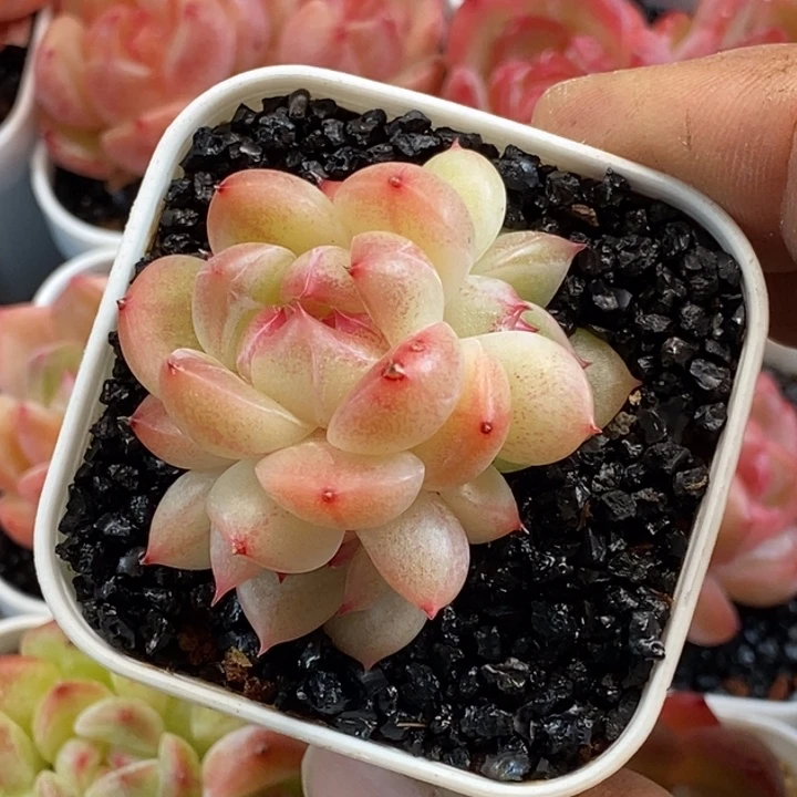 天官赐福百无禁忌