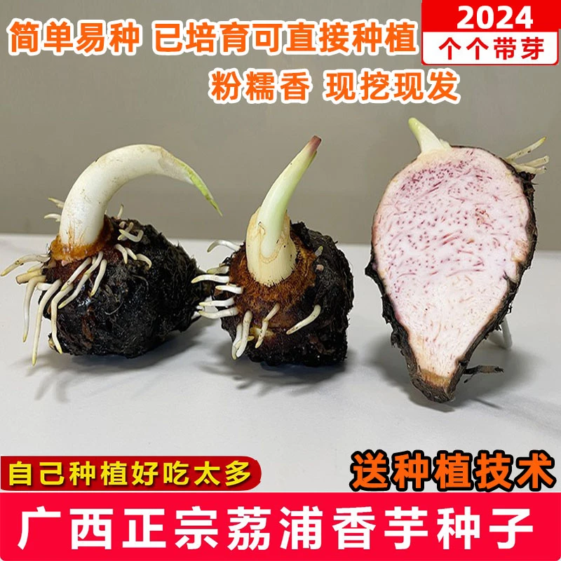 残疾妈妈创业荔浦芋头种植苗荔浦香芋种子苗槟榔大香芋紫藤芋种苗
