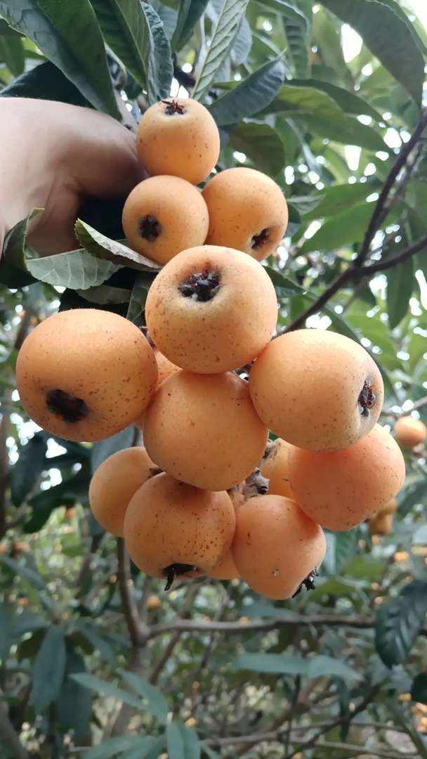 四川文宫高山老树大五星枇杷现摘现发个头大核小九分甜一分酸