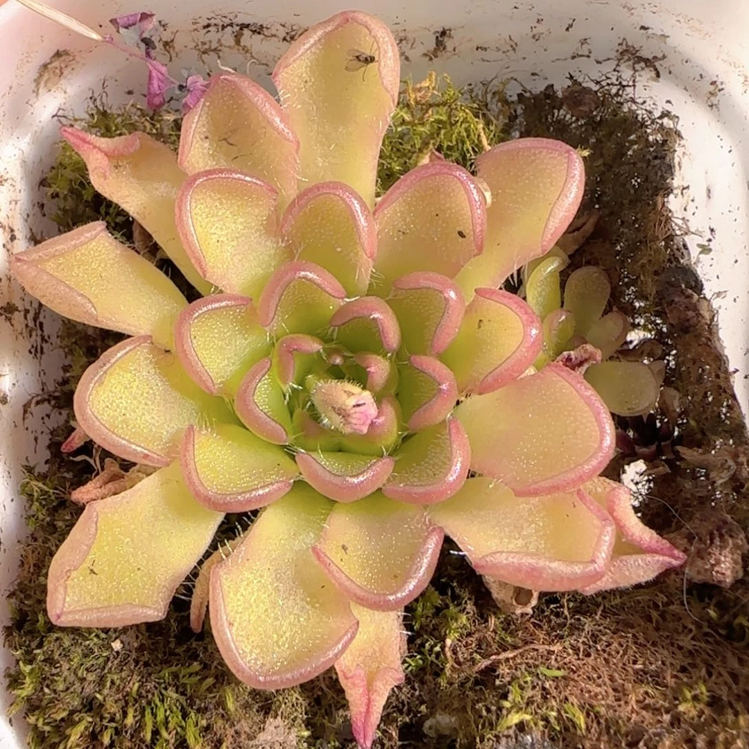 多肉1228-139近藤捕虫堇