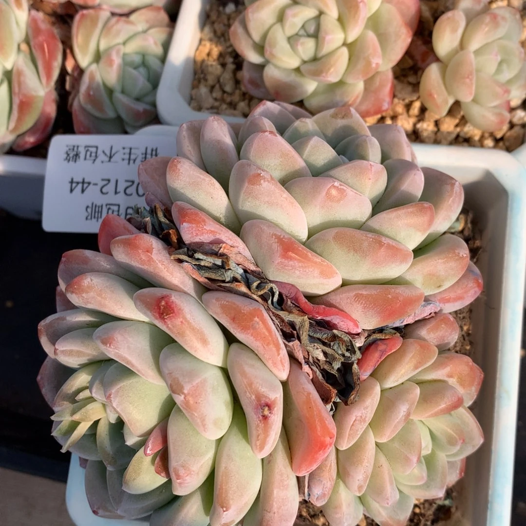 0212-43 冰玉老桩