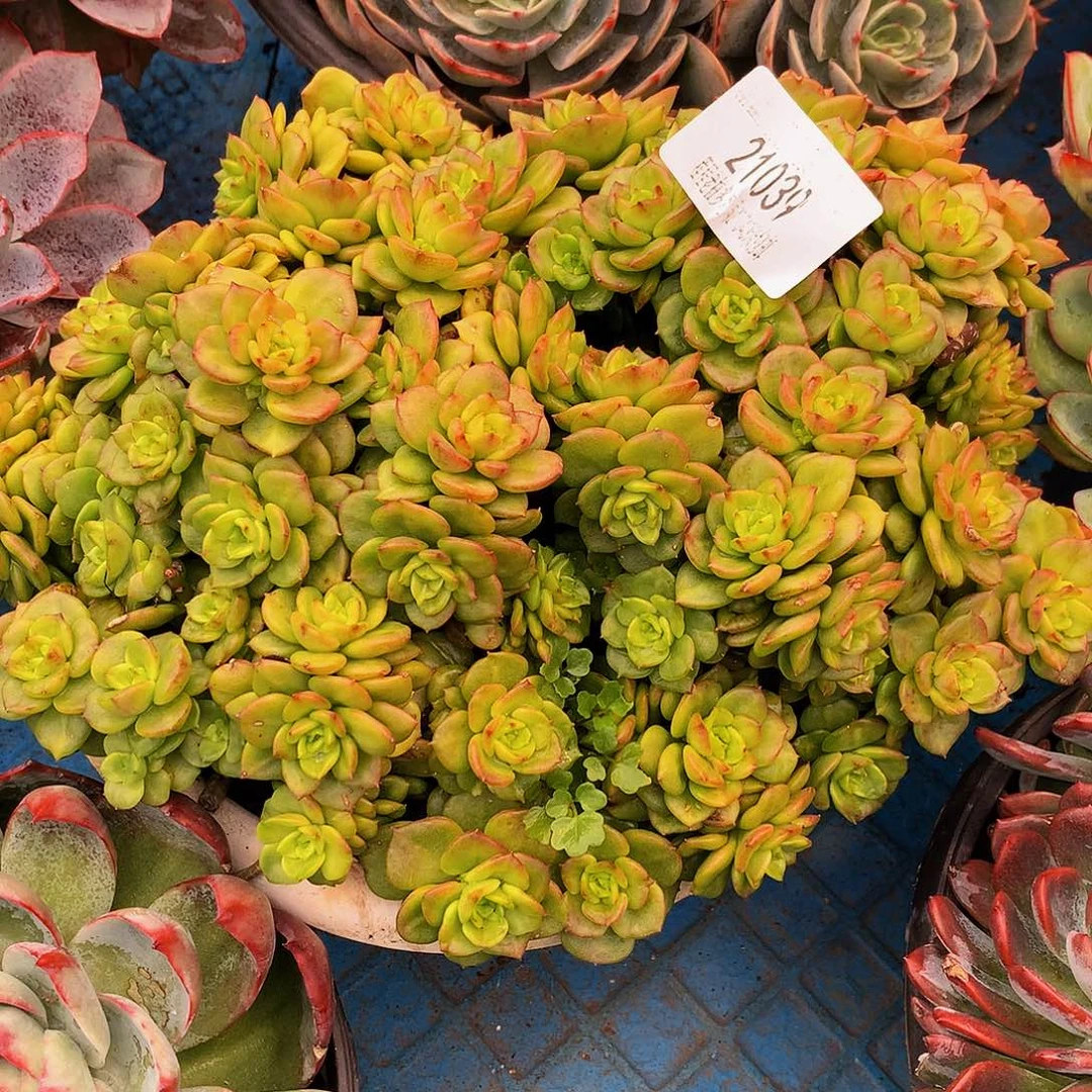 卡***林蜡牡丹21039多肉多肉