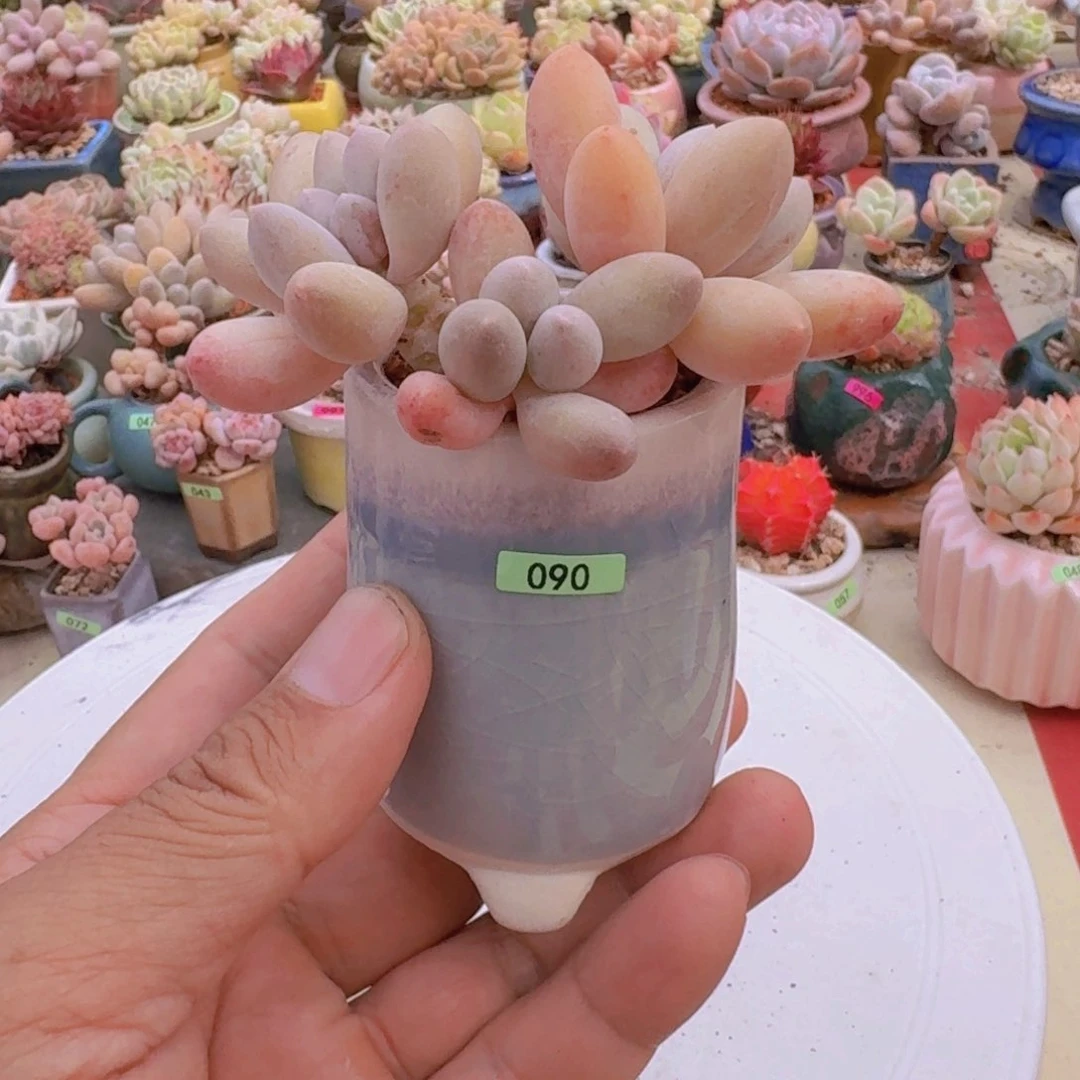一物一拍编号090