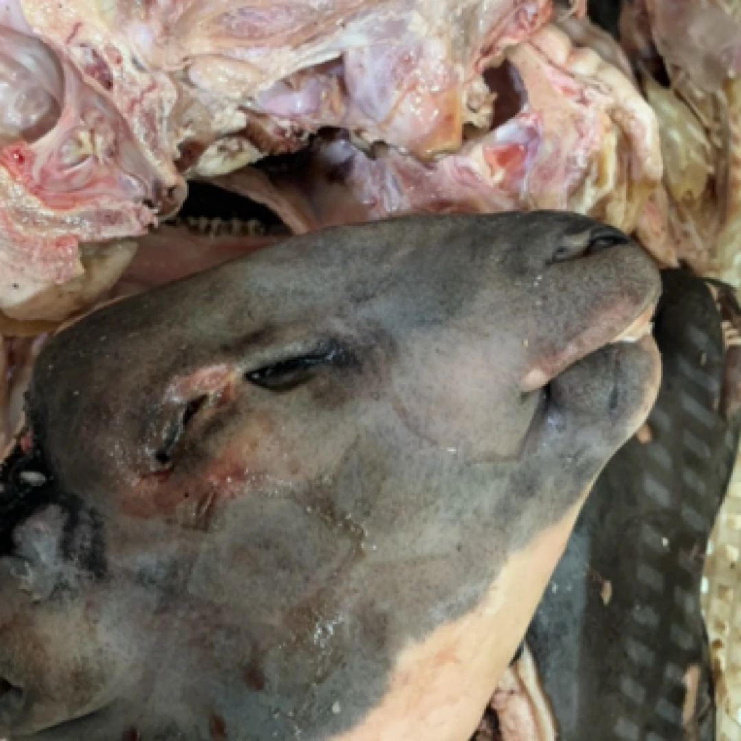 新鲜羔羊头，包邮到家