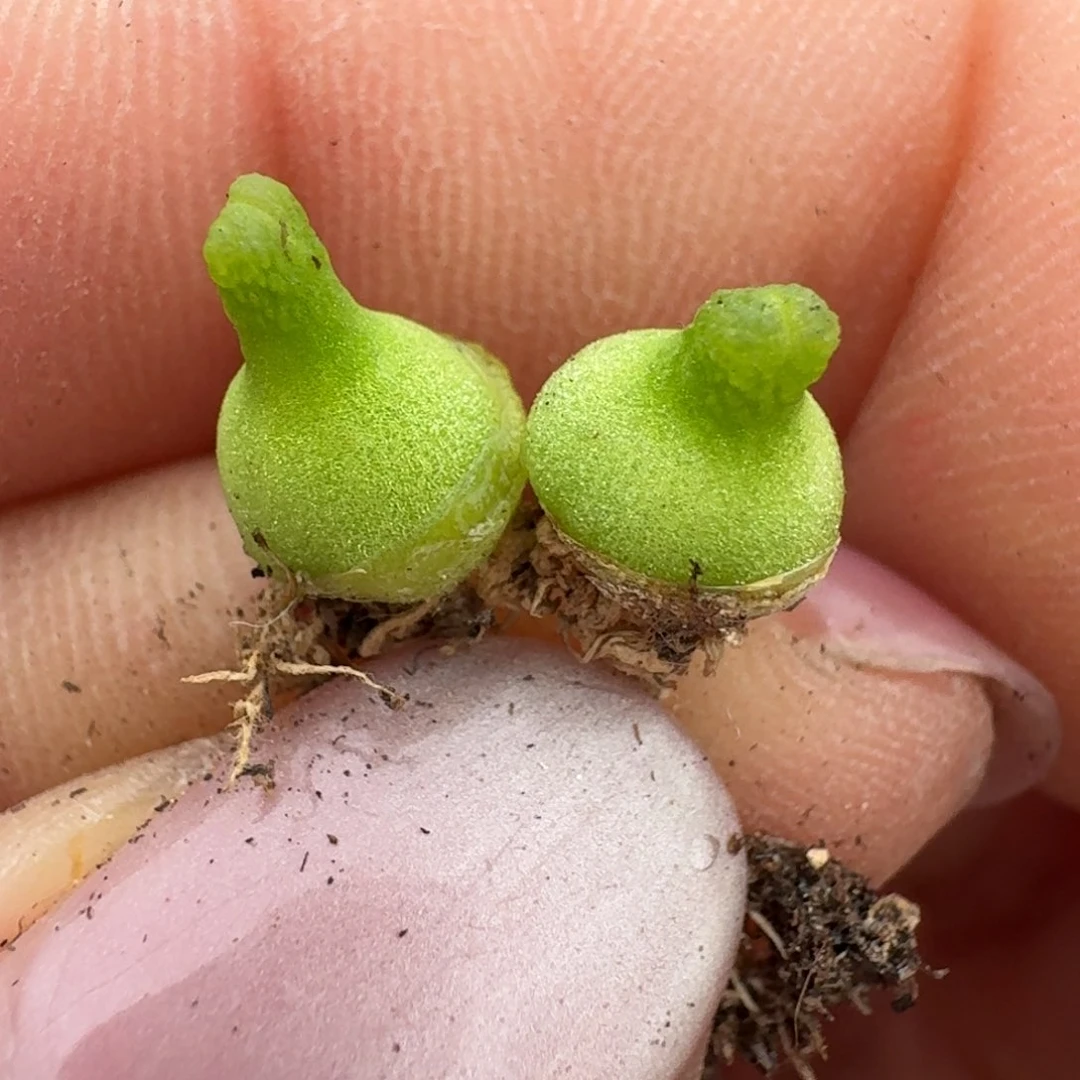 135两颗小葫芦大肚子00000