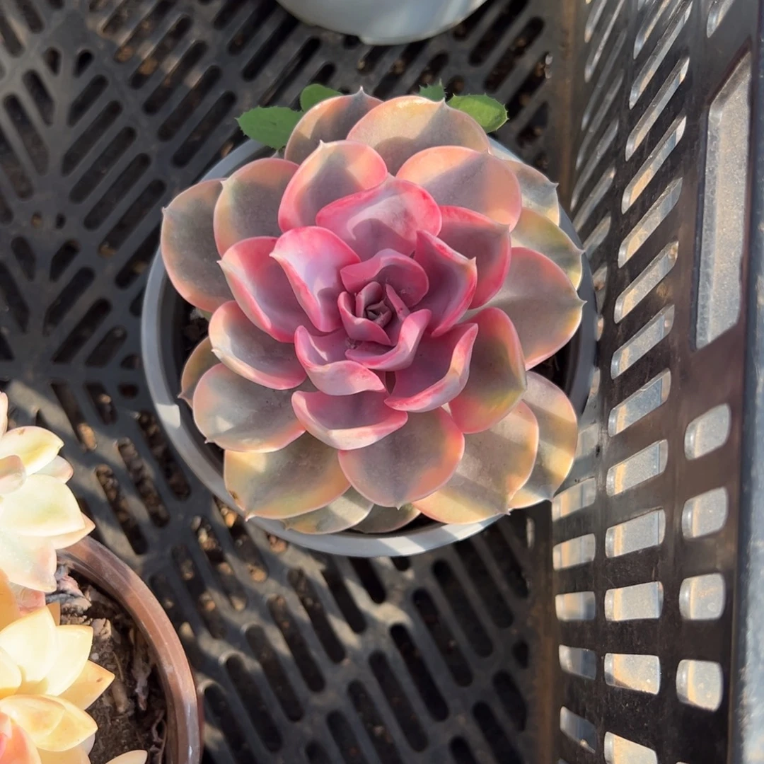 多肉彩虹【非偏远地区满18包邮】