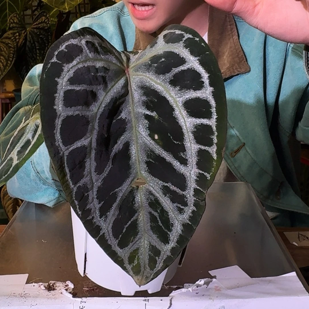 不开花植物A121安吉拉杂粉柠檬叶损福利无售后