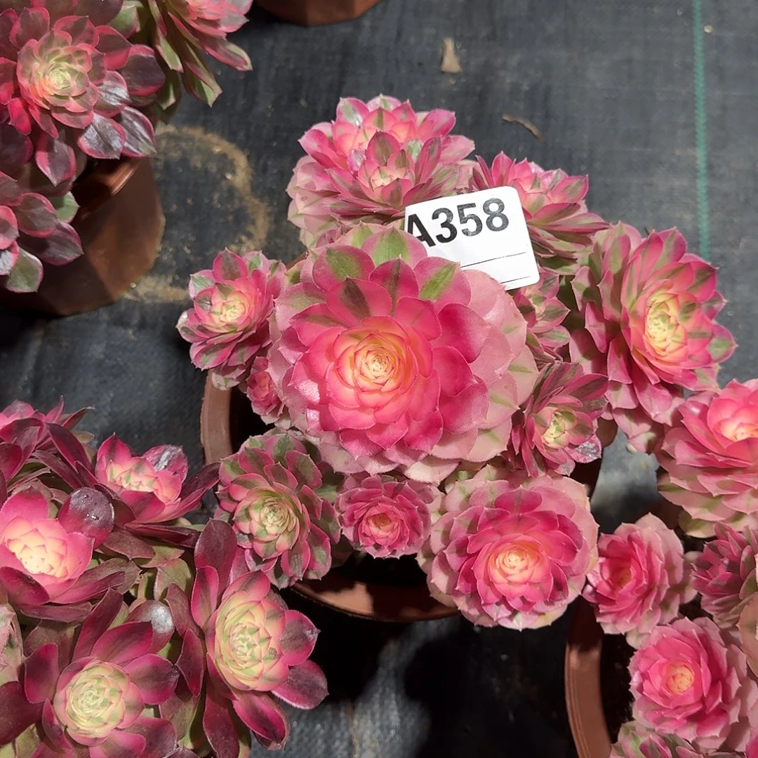 倾城多肉法师a358