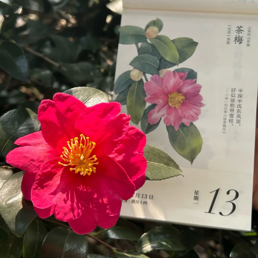 财神茶梅小树开花神器（看图用）