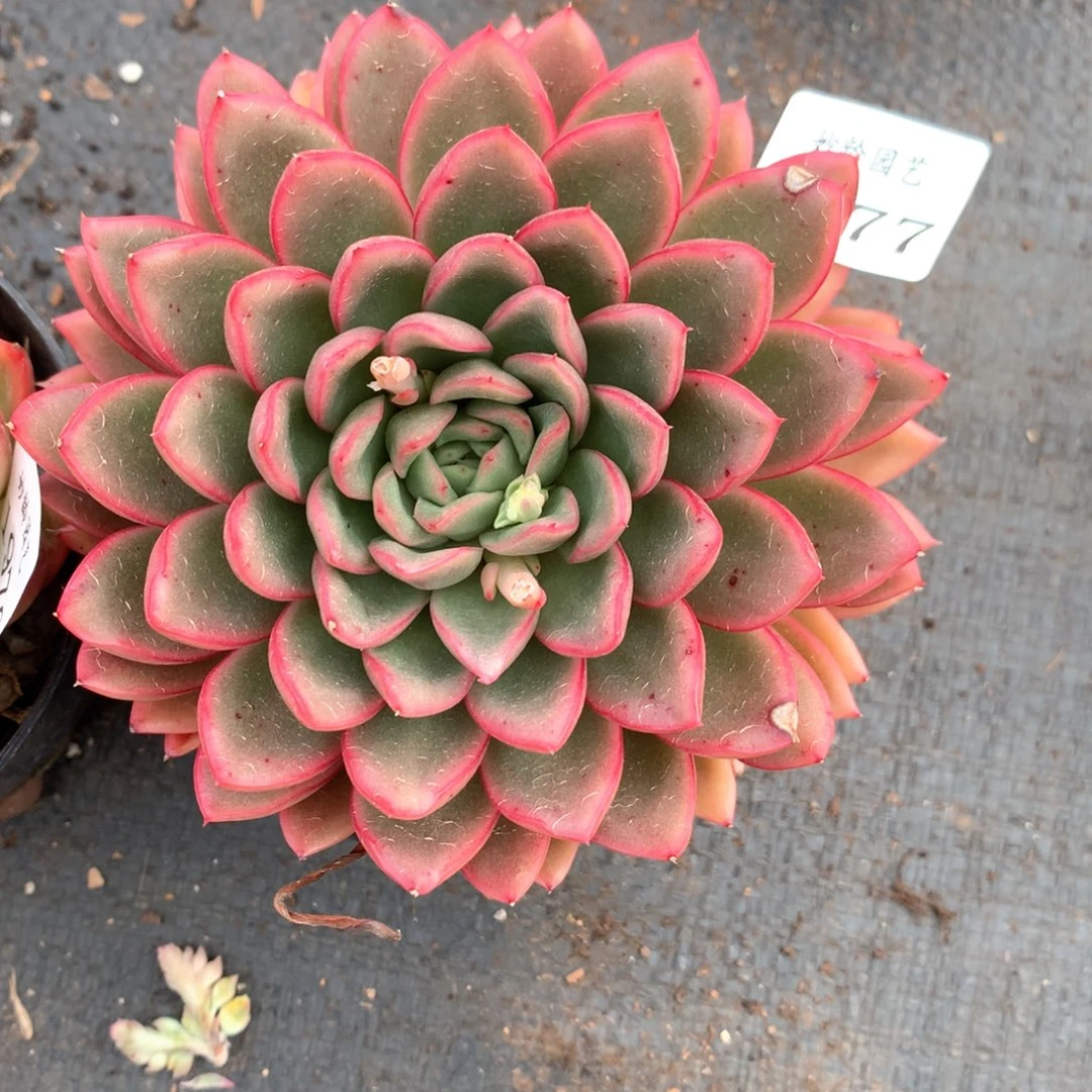 尘*1977杂交多肉植物