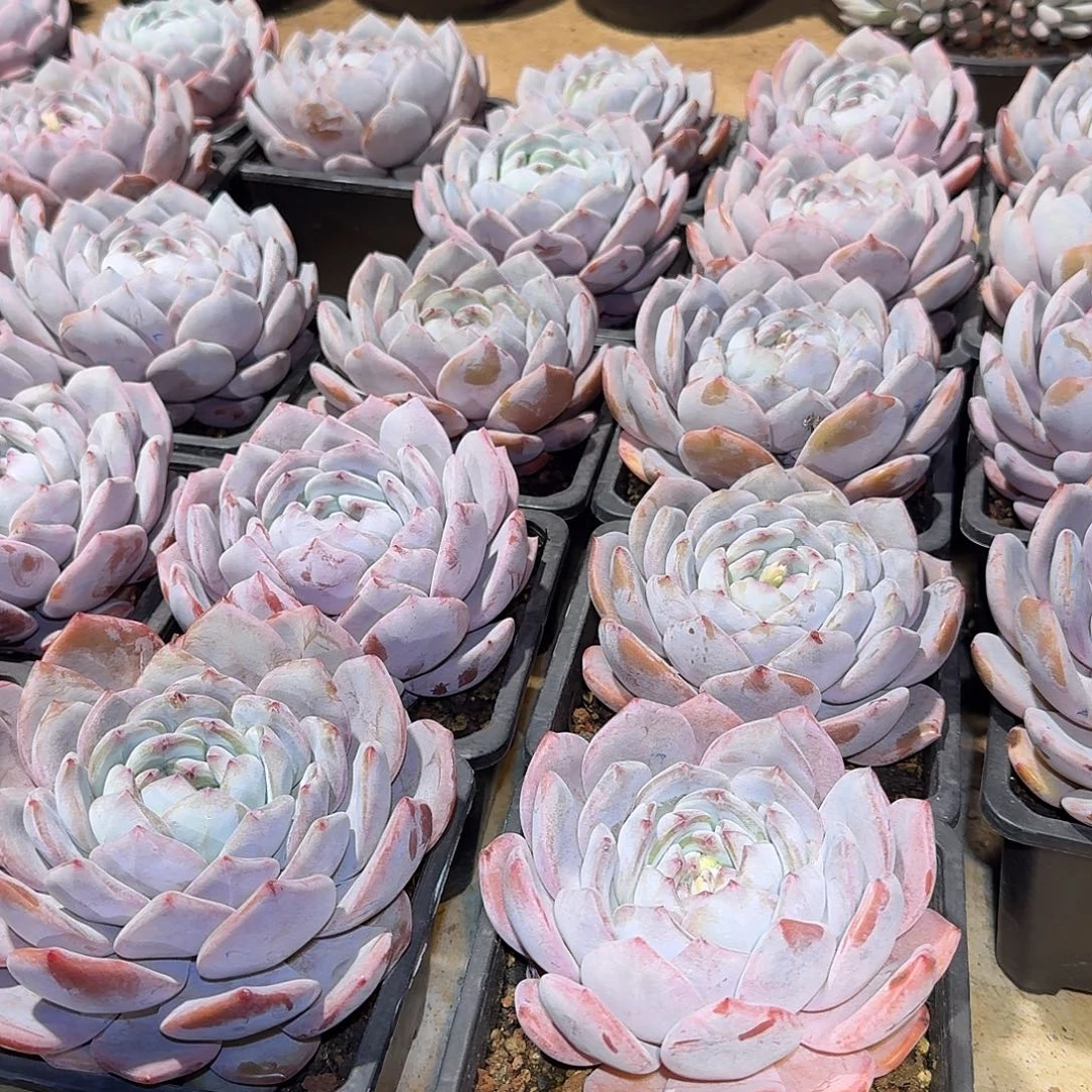 奶盖大单头15公分