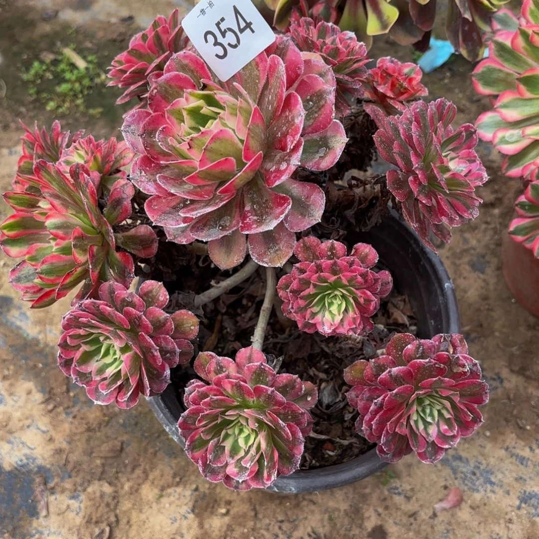 红铜壶超白锦354法师五号捧