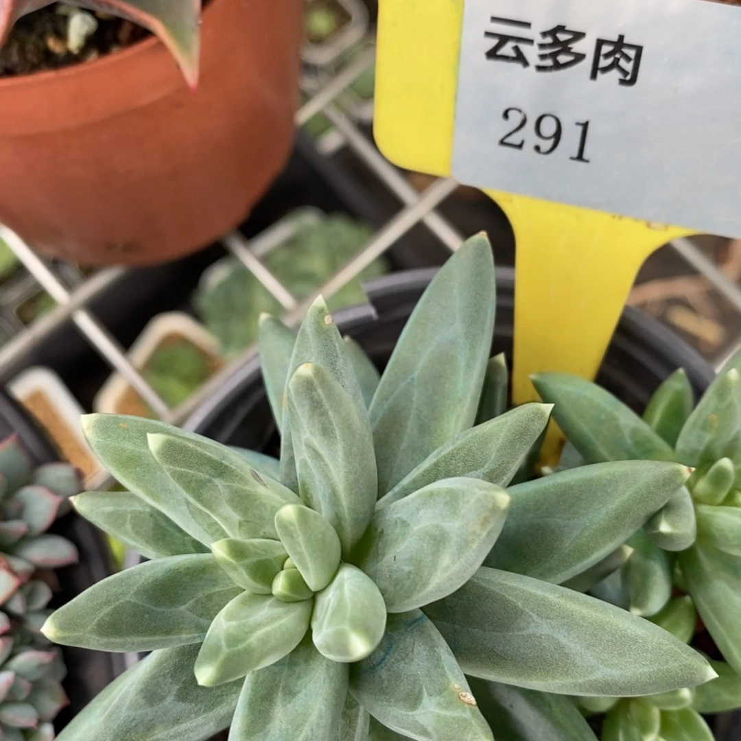 L291乌拉克拉直播福利