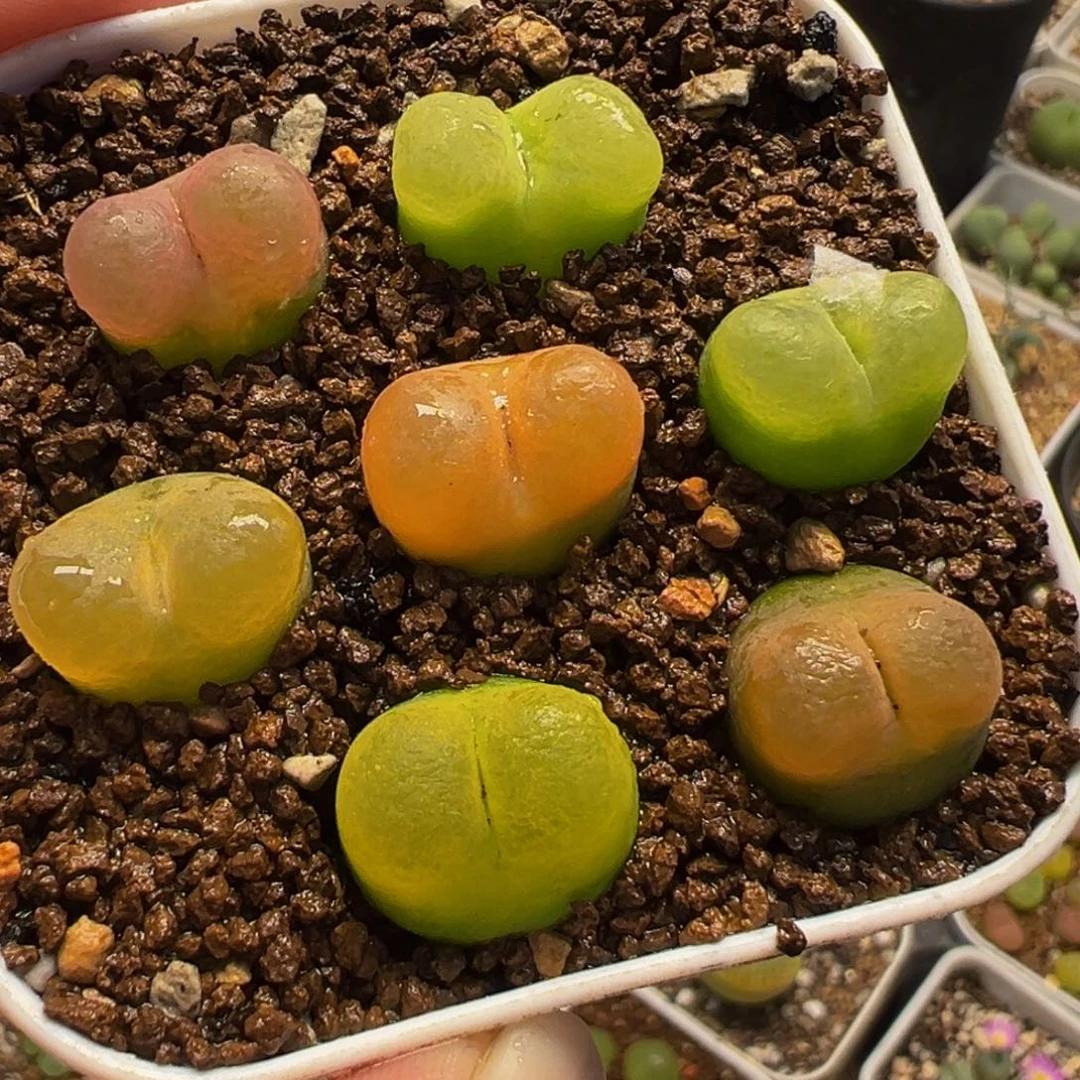 452多肉植物种类和